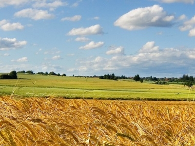 Директор 